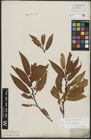 Foto von Salix alba L. x Salix fragilis L.